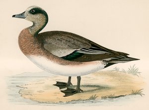 Amerikkalainen Wigeon